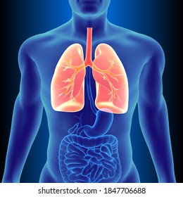 Human Respiratory System 3d Illustration Stock Illustration 1847706688 ...