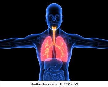 Human Respiratory System 3D Illustration