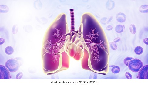 Human Respiratory System. 3d Illustration		