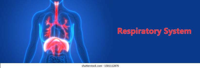 Human Respiratory System Anatomy. 3D