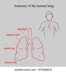 19 Location of lung lobes Images, Stock Photos & Vectors | Shutterstock