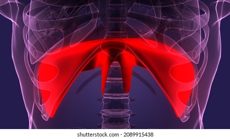 Human Respiratory System Diaphragm Anatomy. 3D