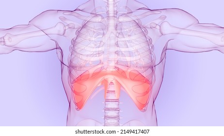 Human Respiratory System Diaphragm Anatomy. 3D
