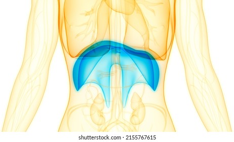 Human Respiratory System Diaphragm Anatomy 3d Stock Illustration ...