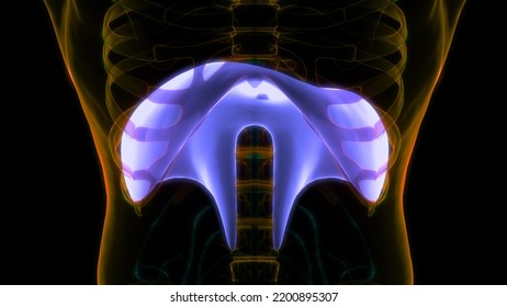 Human Respiratory System Diaphragm Anatomy. 3D