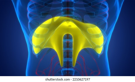 Human Respiratory System Diaphragm Anatomy. 3D