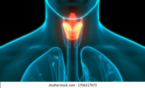 Larynx Images, Stock Photos & Vectors | Shutterstock