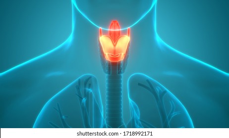Human Respiratory System Larynx and Pharynx Anatomy. 3D