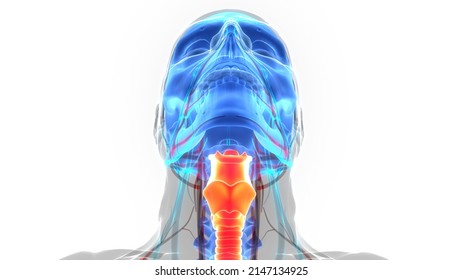 Human Respiratory System Larynx and Pharynx Anatomy. 3D