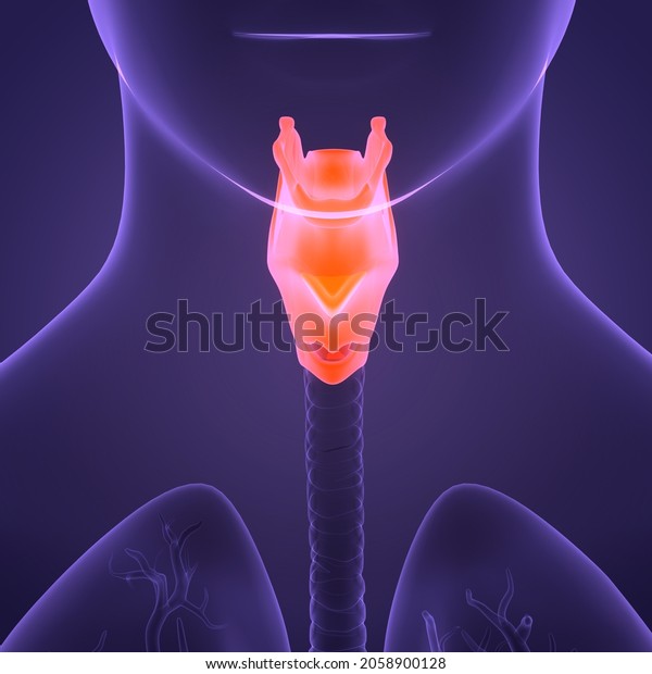 Human\
Respiratory System Larynx and Pharynx Anatomy.\
3D
