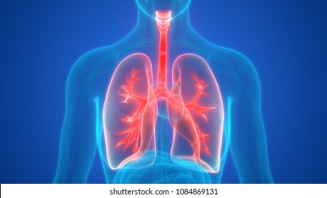 Human Respiratory System Anatomy 3d Stock Illustration 1611335596 ...