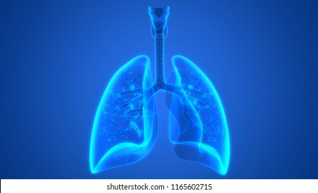 Human Respiratory System Lungs Anatomy. 3D