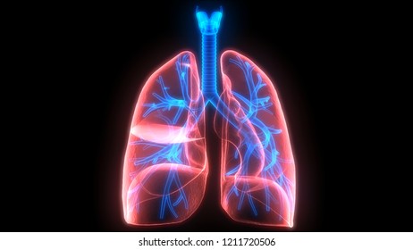 Human Respiratory System Lungs Anatomy. 3D