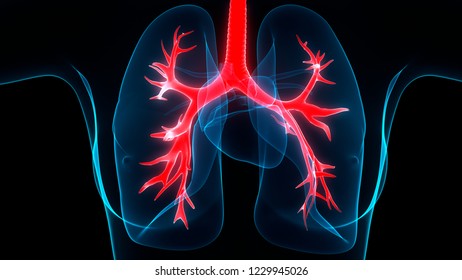 Human Respiratory System Lungs Anatomy 3d Stock Illustration 1229945026 ...