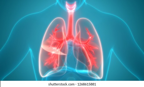 Human Respiratory System Anatomy 3d Stock Illustration 1611335596 ...