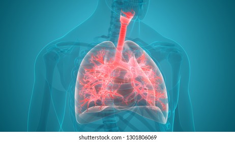 Human Respiratory System Lungs Anatomy 3d Stock Illustration 1301806069 ...