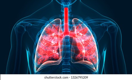 Human Respiratory System Lungs Anatomy 3d Stock Illustration 1326795209 ...