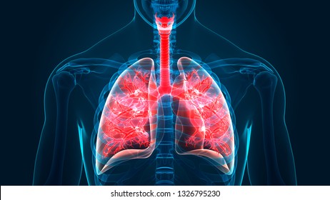 Human Respiratory System Lungs Anatomy. 3D