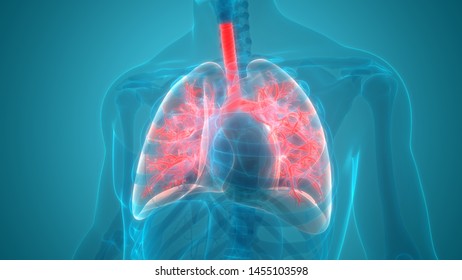 Human Respiratory System Lungs Anatomy 3d Stock Illustration 1455103604 ...