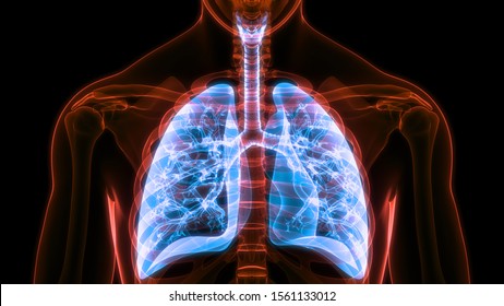 Human Respiratory System Lungs Anatomy. 3D