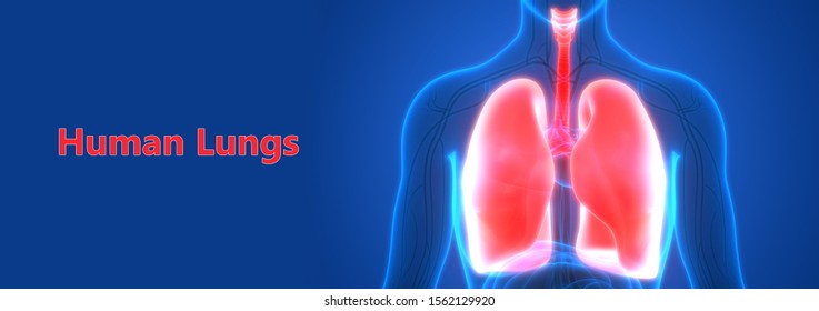 Human Respiratory System Lungs Anatomy 3d Stock Illustration 1570303423 ...