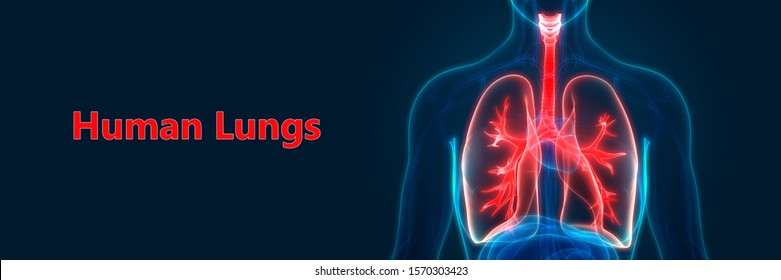 Human Respiratory System Lungs Anatomy. 3D