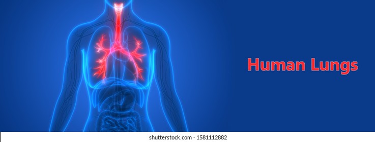 Human Respiratory System Lungs Anatomy 3d Stock Illustration 1570303423 ...