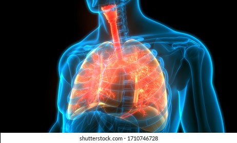 Human Respiratory System Lungs Anatomy. 3D