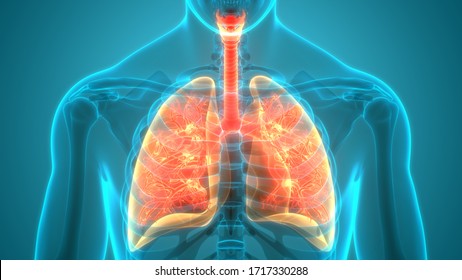 Human Respiratory System Lungs Anatomy. 3D