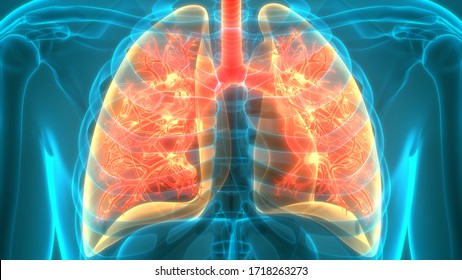 Human Respiratory System Lungs Anatomy 3d Stock Illustration 1710992527 ...