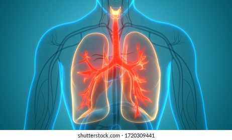 Human Respiratory System Lungs Anatomy 3d Stock Illustration 1940029651 ...