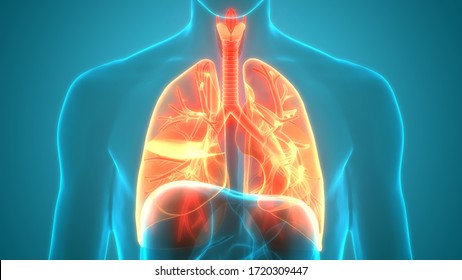 Human Respiratory System Lungs Anatomy. 3D