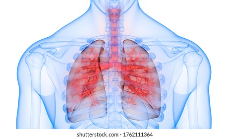 Human Respiratory System Lungs Anatomy 3d Stock Illustration 1915431079 ...