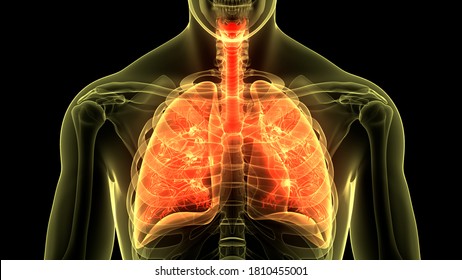 Human Respiratory System Lungs Trachea Larynx Stock Illustration ...