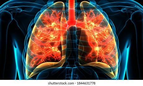 Human Respiratory System Lungs Anatomy 3d Stock Illustration 1710992527 ...