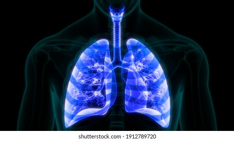 Human Respiratory System Lungs Anatomy. 3D