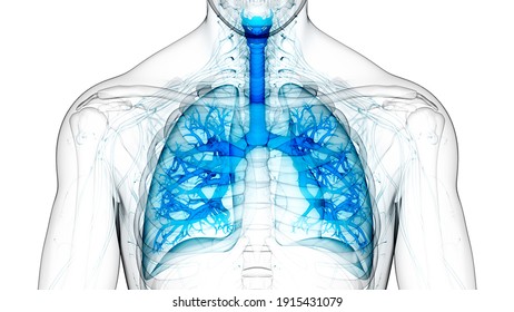 Human Respiratory System Lungs Anatomy. 3D