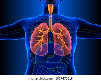 Human Respiratory System Lungs Anatomy. 3D Illustration