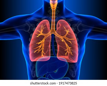 Human Respiratory System Lungs Anatomy. 3D Illustration