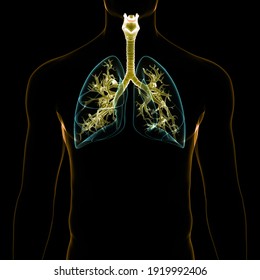 Human Respiratory System Lungs Anatomy. 3D