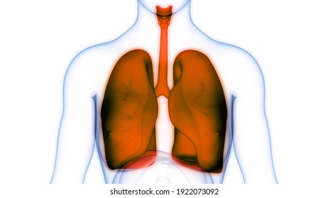 Human Respiratory System Lungs Anatomy 3d Stock Illustration 1922073092 ...