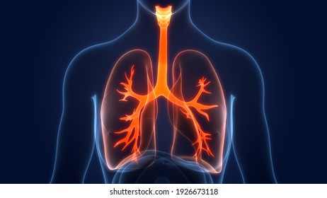 Human Respiratory System Lungs Anatomy. 3D