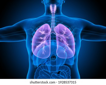 Human Respiratory System Lungs Anatomy. 3D