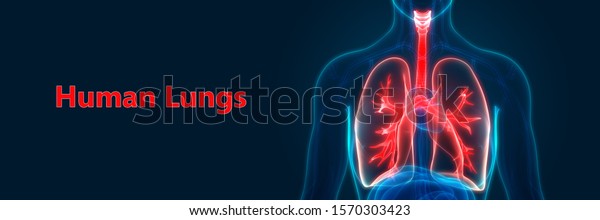 Human Respiratory System Lungs Anatomy 3d Stock Illustration 1570303423 ...