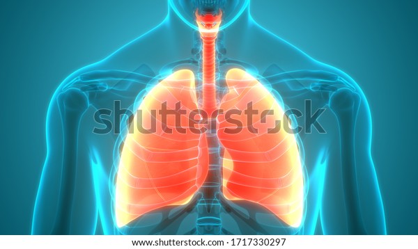 人間の呼吸器系肺の構造 3d のイラスト素材
