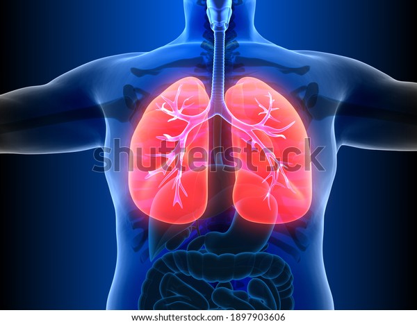 Human\
Respiratory System Lungs Anatomy. 3D\
illustration