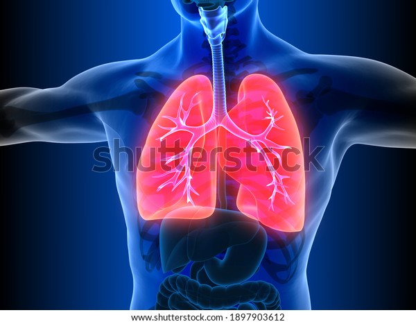 Human\
Respiratory System Lungs Anatomy. 3D\
illustration