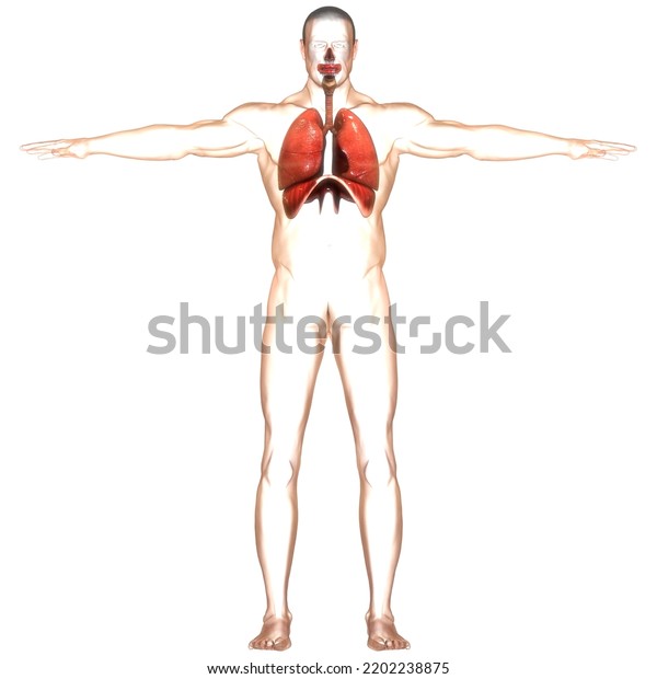 Human Respiratory System Lungs Anatomy 3d 库存插图 2202238875 Shutterstock