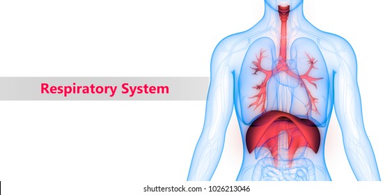 Human Respiratory System (Lungs, Diaphragm) Anatomy. 3D