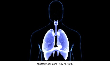 Human Respiratory System Lungs With Diaphragm Anatomy. 3D